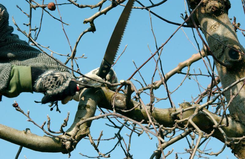 Apple Tree Pruning