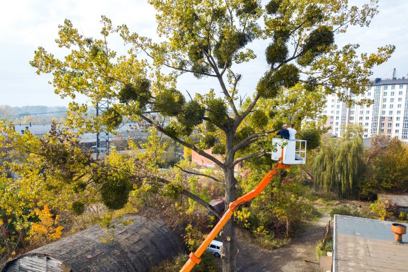 Cost of Commercial Tree Service in Morgan Hill, CA