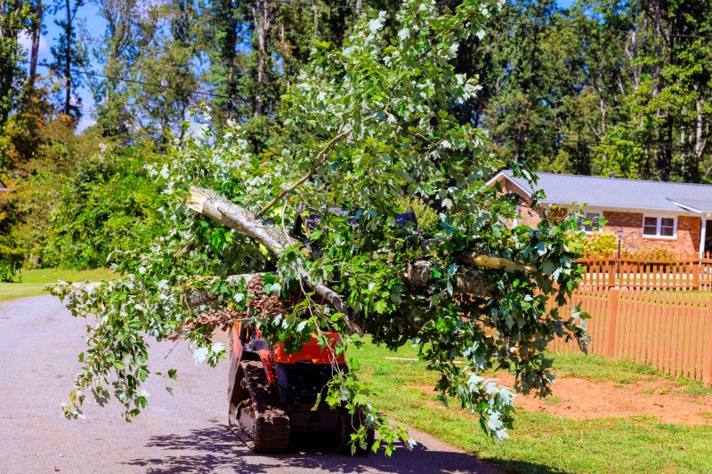 Cost of Residential Tree Service in Morgan Hill, CA