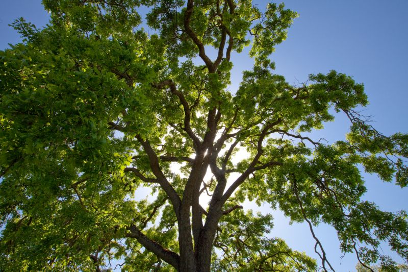 Cost of Tree Canopy Thinning in Morgan Hill, CA