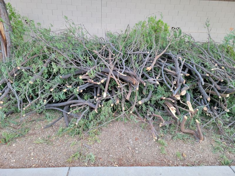 When To Get Tree Trimmings in Morgan Hill