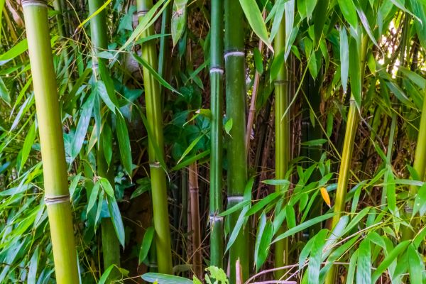 Bamboo Trimming in Morgan Hill