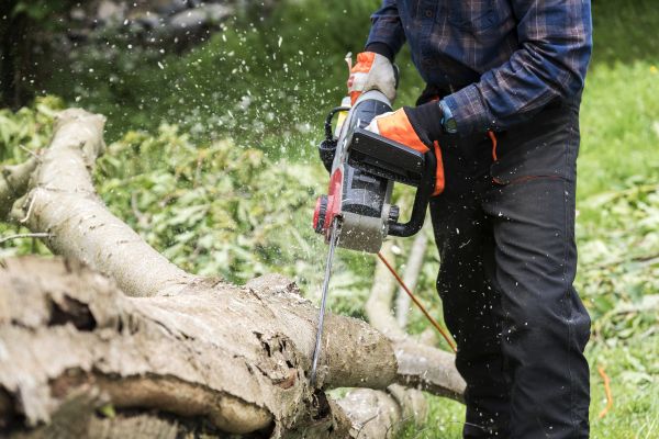 Branch Removal Service in Morgan Hill