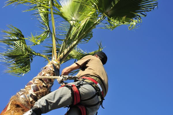 Palm Tree Trimming in Morgan Hill