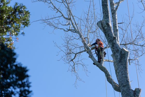 Tree Topping Service in Morgan Hill
