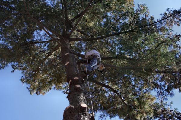 Trimming Service in Morgan Hill