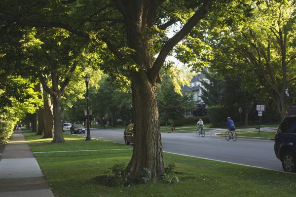 Tree Health Assessment