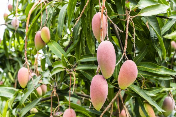 Mango Tree Trimming in Morgan Hill