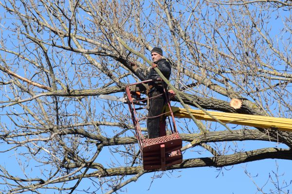Emergency Tree Trimming in Morgan Hill