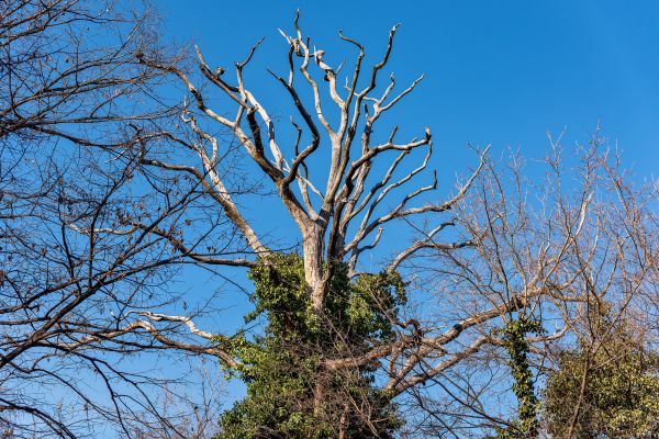 Deadwood Removal in Morgan Hill