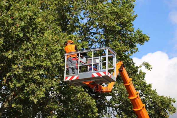 Commercial Tree Service in Morgan Hill