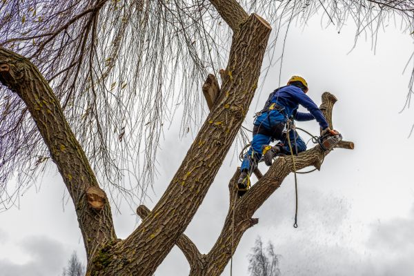 Tree Maintenance Service in Morgan Hill