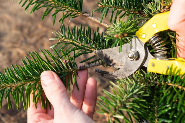 Pine Tree Pruning in Morgan Hill
