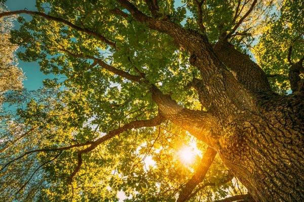 Cost of Oak Tree Pruning in Morgan Hill