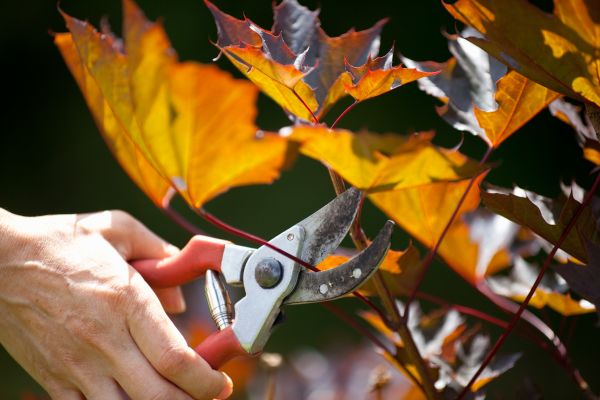 Cost of Maple Tree Pruning in Morgan Hill