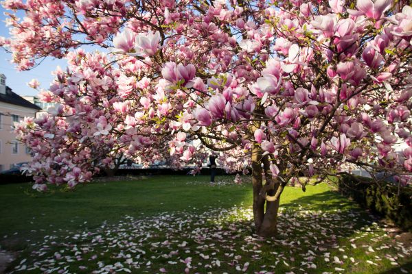Magnolia Tree Pruning in Morgan Hill