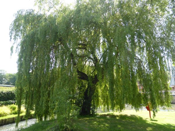 Willow Tree Trimming in Morgan Hill