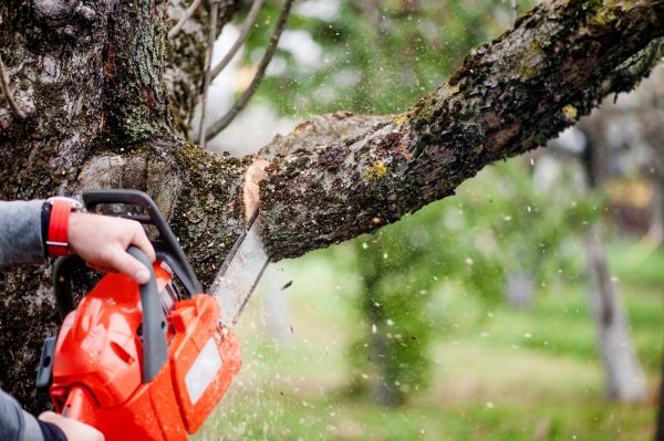 Cost of Tree Limbs Removal in Morgan Hill