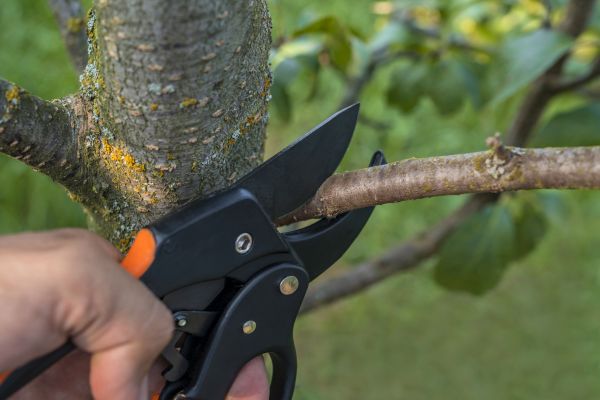 Tree Limb Cutting