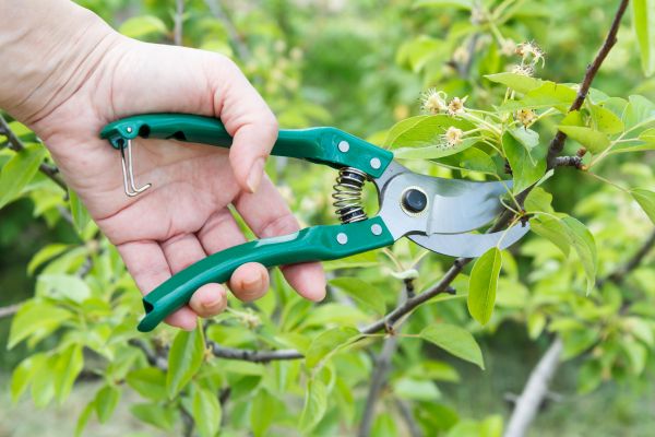 Cost of Pear Tree Pruning in Morgan Hill
