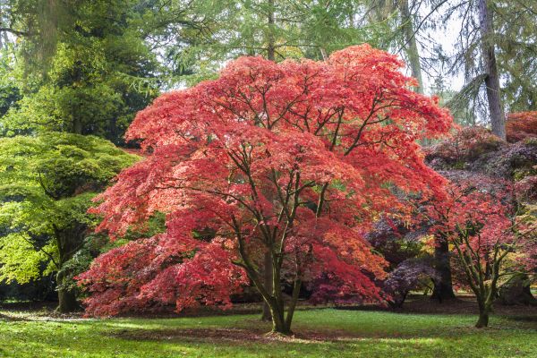 Japanese Maple Pruning in Morgan Hill