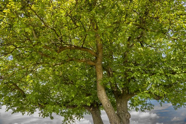 Walnut Tree Trimming in Morgan Hill