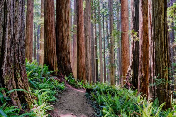 Redwood Tree Trimming in Morgan Hill