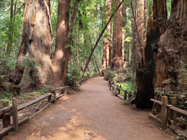 Redwood Tree Pruning in Morgan Hill