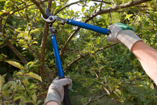 Residential Tree Pruning in Morgan Hill
