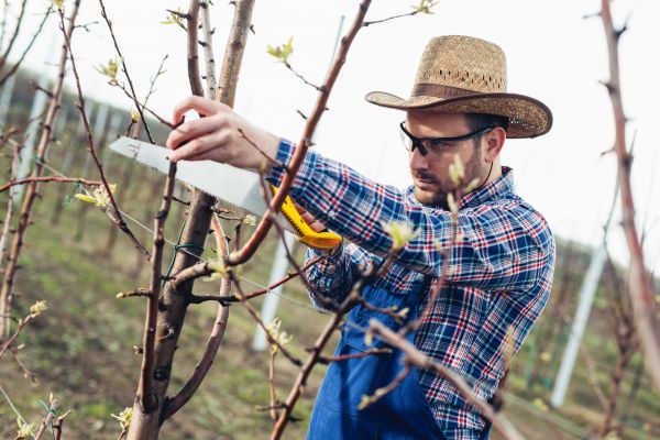 Orchard Tree Pruning in Morgan Hill