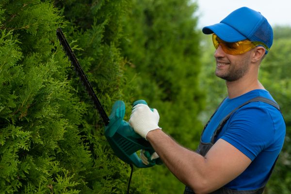 Tree Shaping Service in Morgan Hill