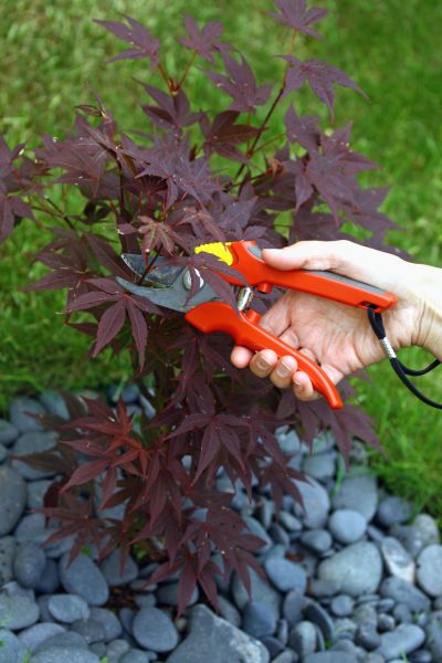 Maple Pruning