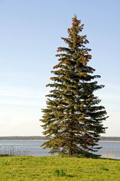 Spruce Tree Pruning in Morgan Hill
