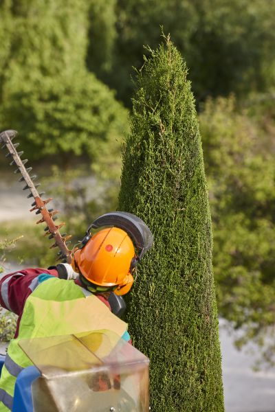 Cypress Tree Trimming in Morgan Hill