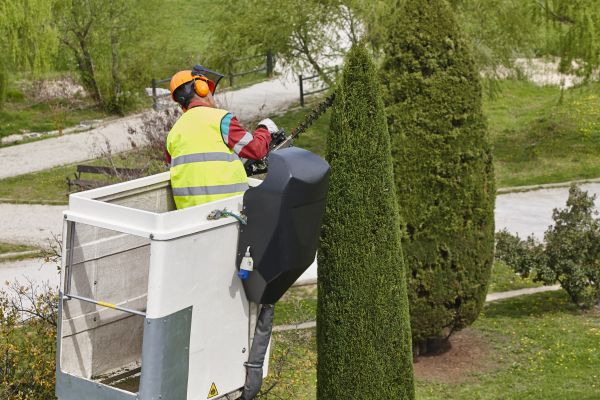 Cypress Tree Pruning in Morgan Hill