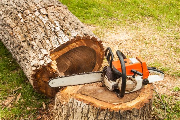 Peach Tree Cutting