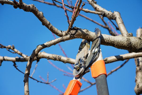 Peach Tree Trimming in Morgan Hill