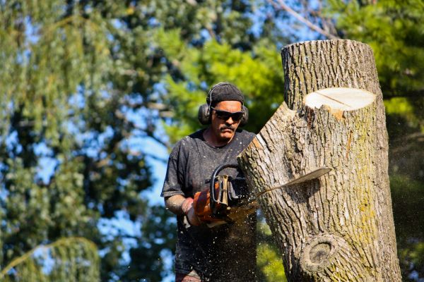 Ash Tree Pruning in Morgan Hill