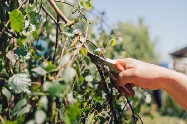 Birch Tree Pruning in Morgan Hill