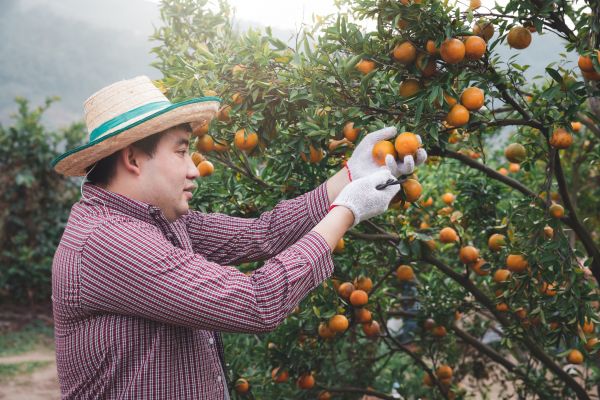 Orange Tree Pruning in Morgan Hill