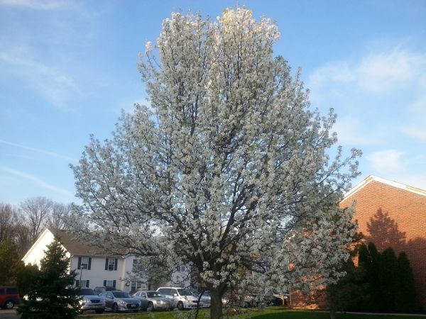 Bradford Pear Tree Pruning in Morgan Hill