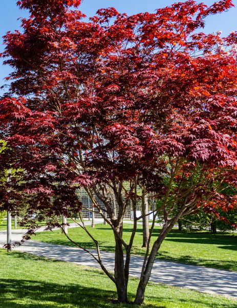 Japanese Maple Tree Trimming