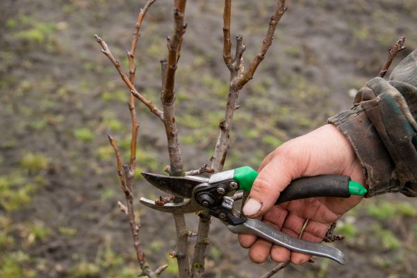Cost of Pear Trees Pruning in Morgan Hill