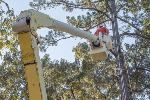 Limbs Trimming in Morgan Hill