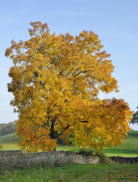 Hickory Tree Trimming in Morgan Hill