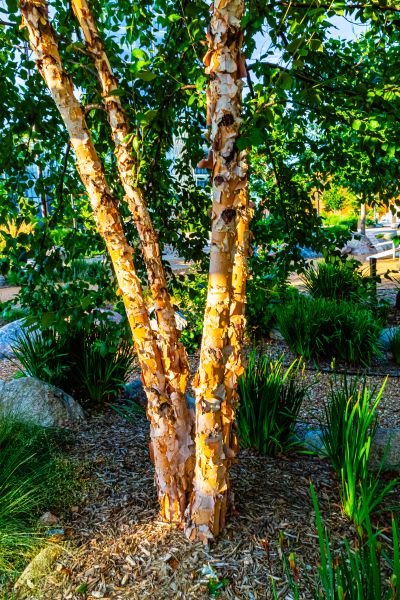 River Birch Trimming in Morgan Hill