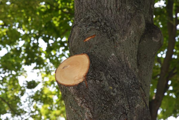 Limb Cutting in Morgan Hill