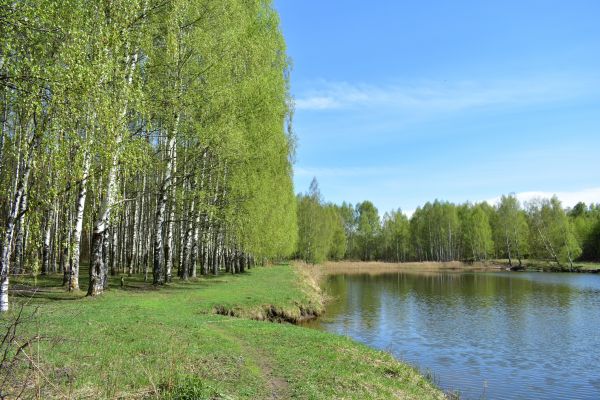 River Birch Pruning in Morgan Hill