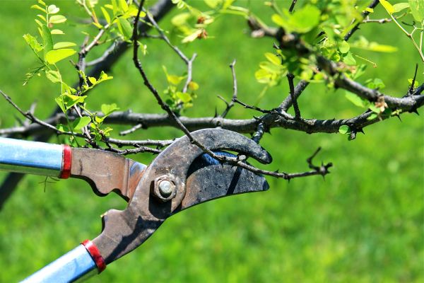 Branches Pruning in Morgan Hill