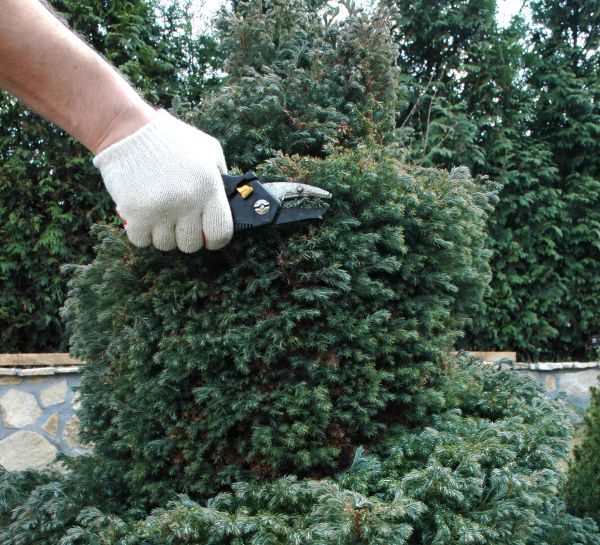 Ornamental Tree Trimming in Morgan Hill
